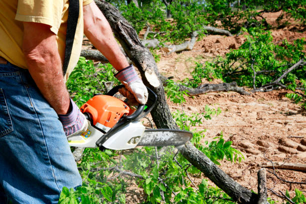 Best Commercial Tree Services  in Cave Spring, VA